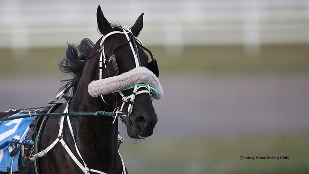 Headshot of a Standardbred racehorse