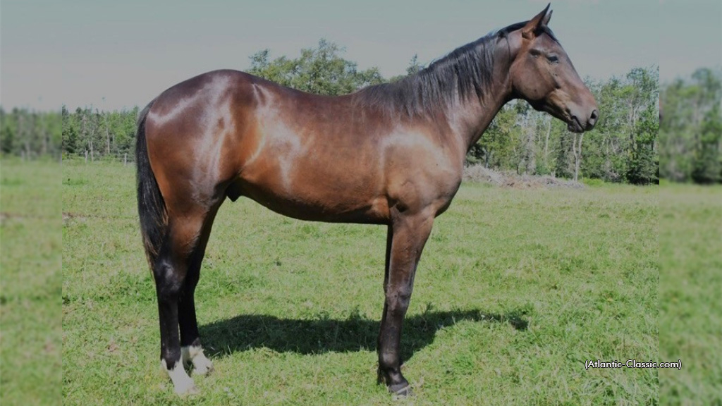 The Tulsa King as a yearling