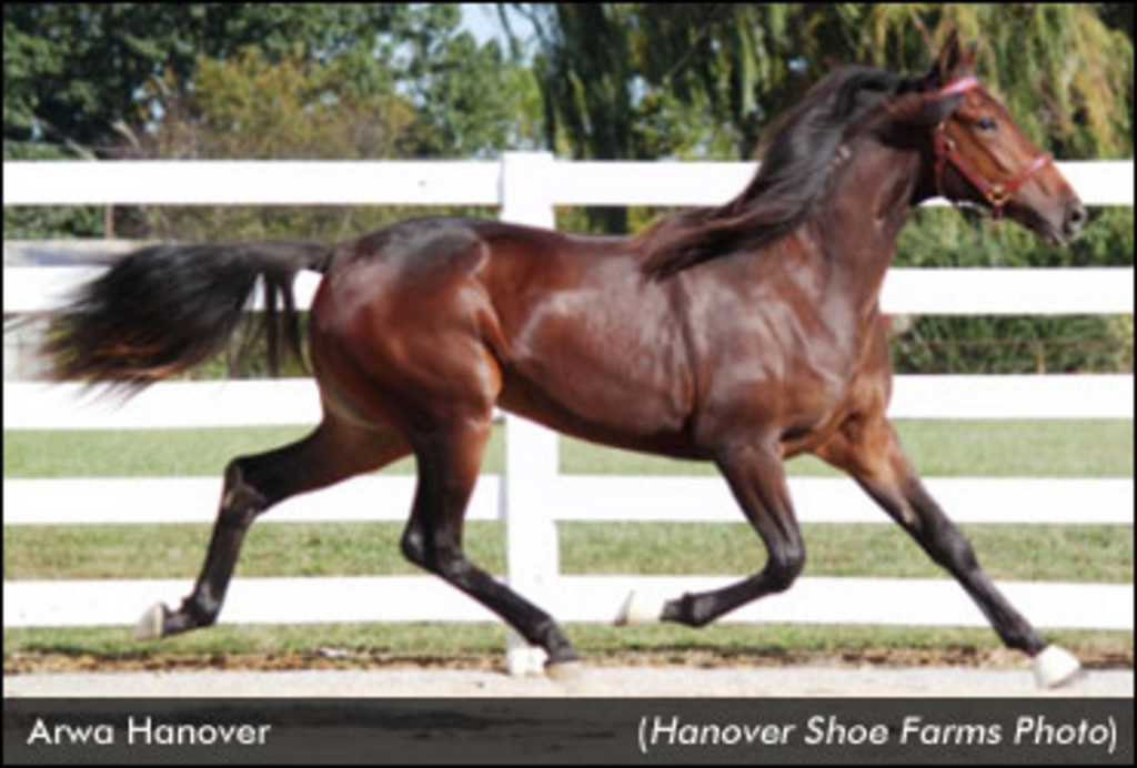 ArwaHanover-HanoverShoeFarm-edit.jpg