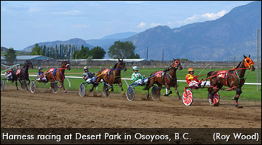 harness-racing-desert-park.jpg