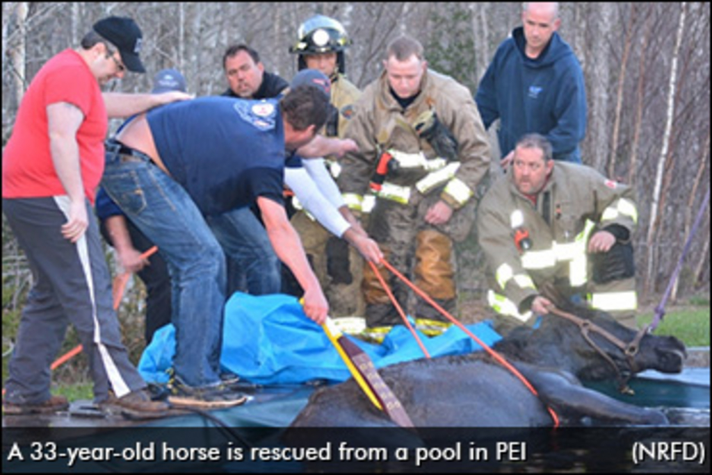 horse-rescued-from-pool-370.jpg