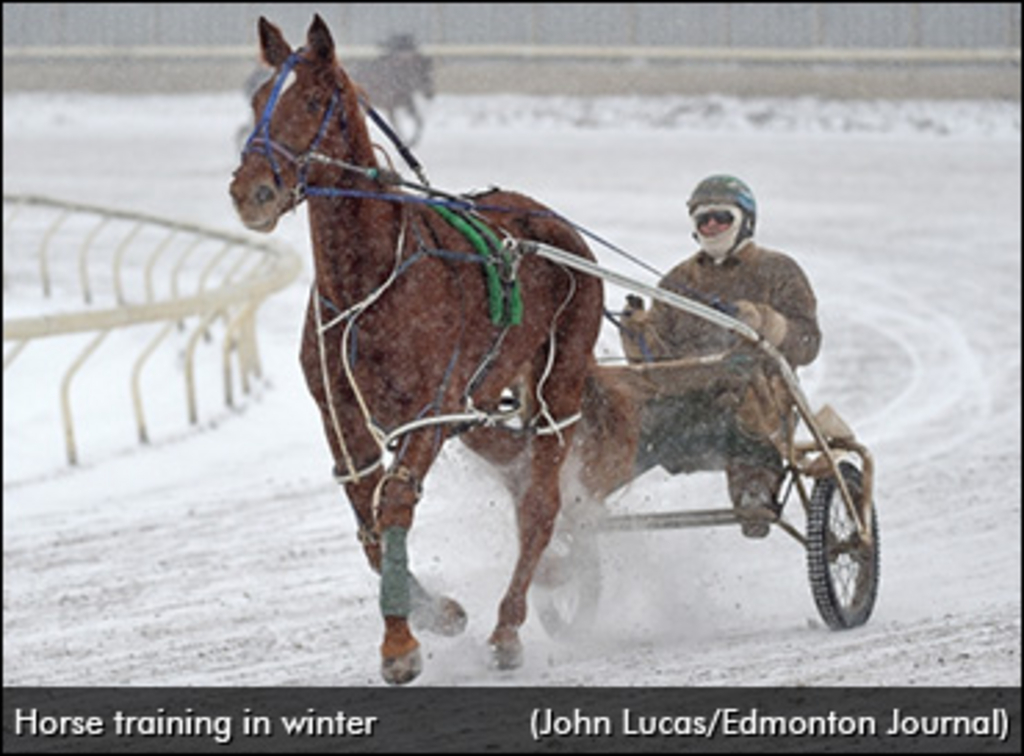 horse-training-in-winter.jpg