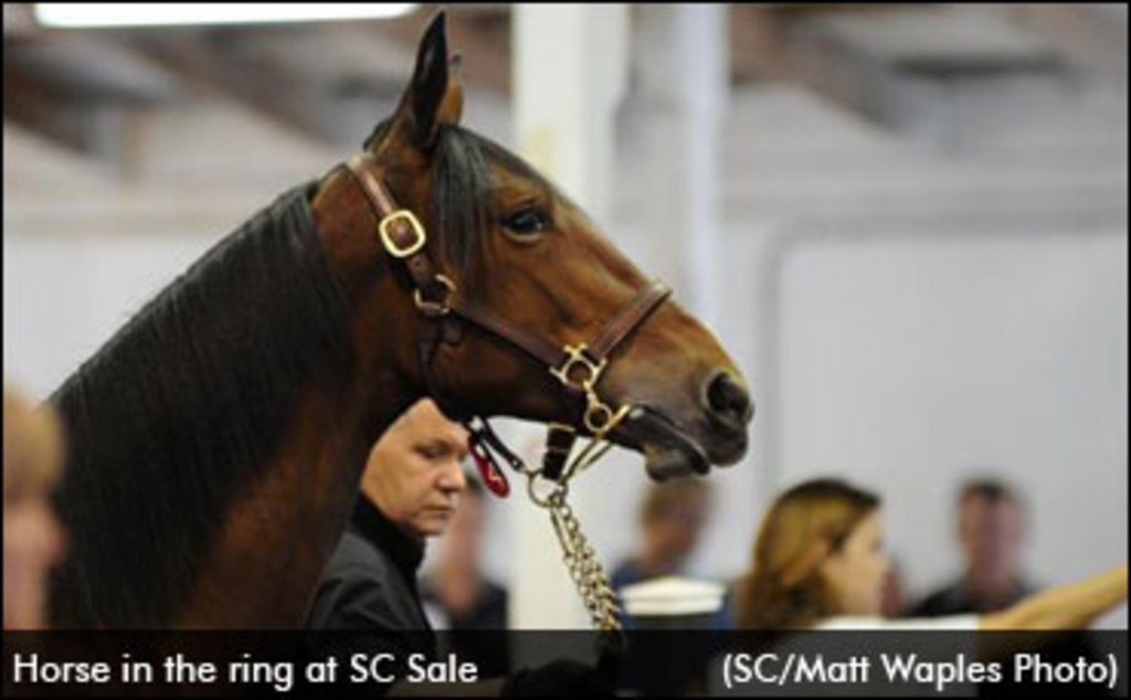 sc-sale-horse.jpg