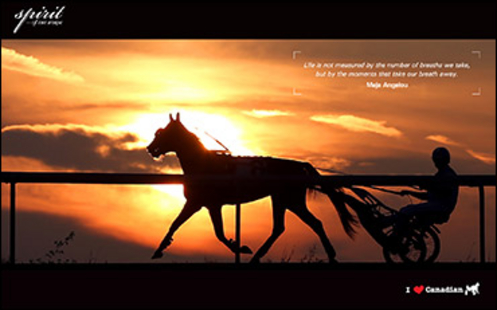 spirit_of_the_horse_february.jpg