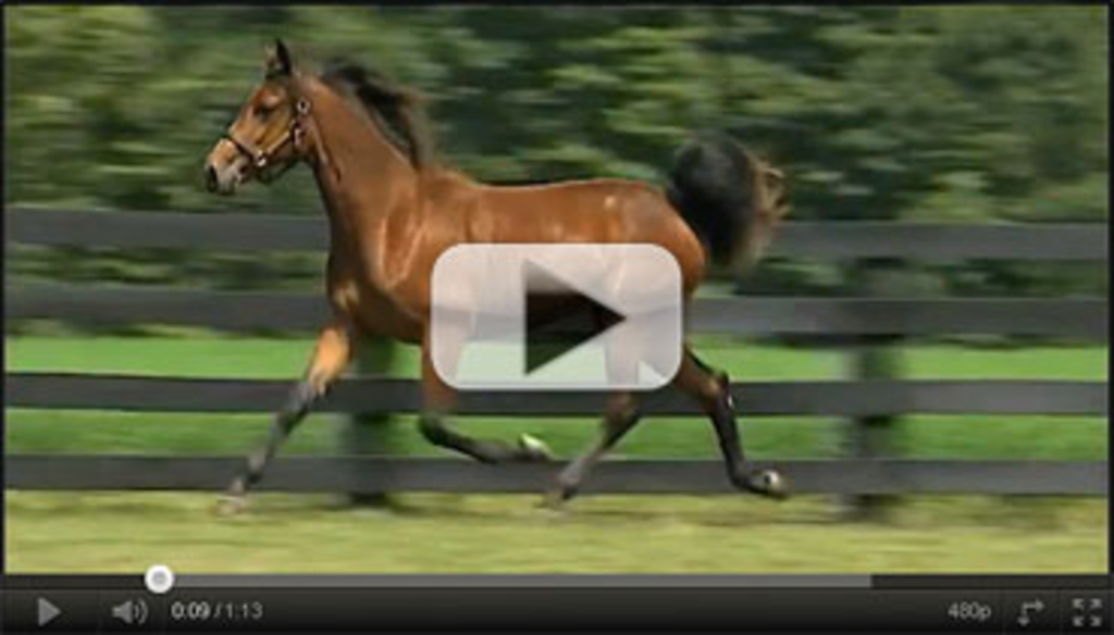 yearling-video.jpg