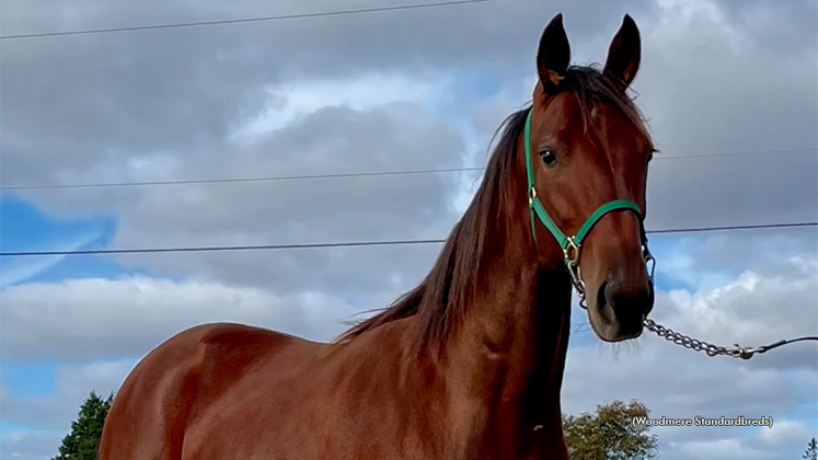 A 2022 Woodmere Standardbreds yearling