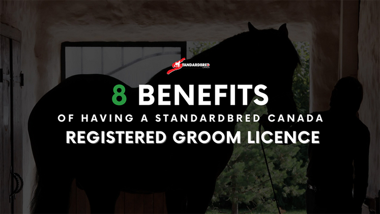 Eight benefits of having a Standardbred Canada groom licence