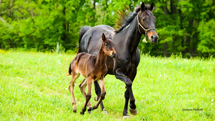 Standardbred mare and foal