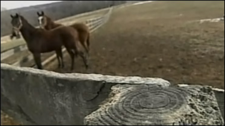 foals-fence.jpg