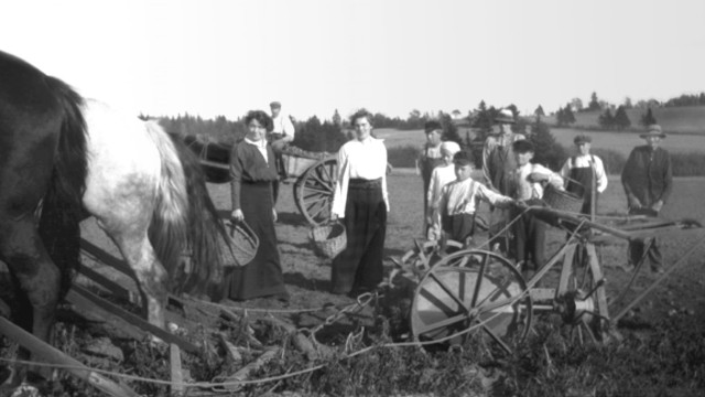1915 potato harvest