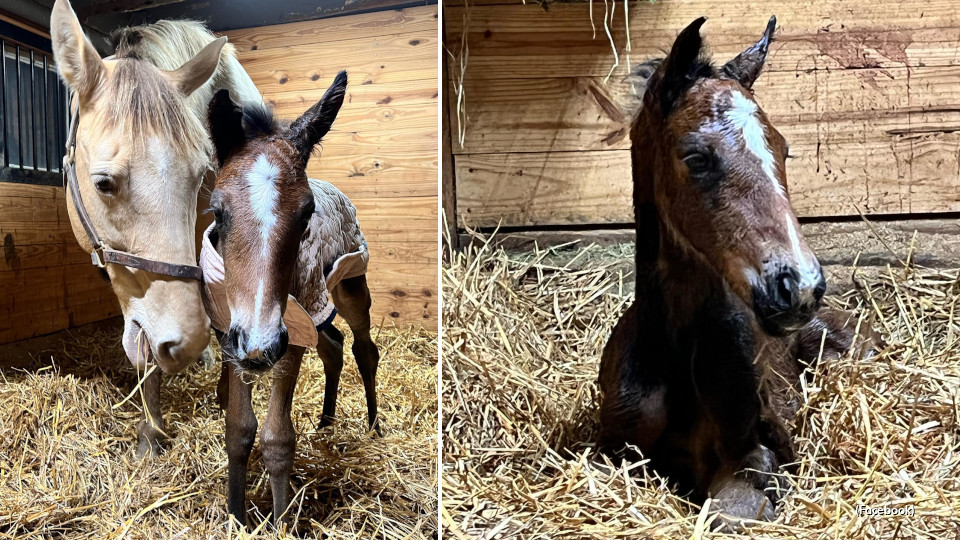 First foal for Atlanta