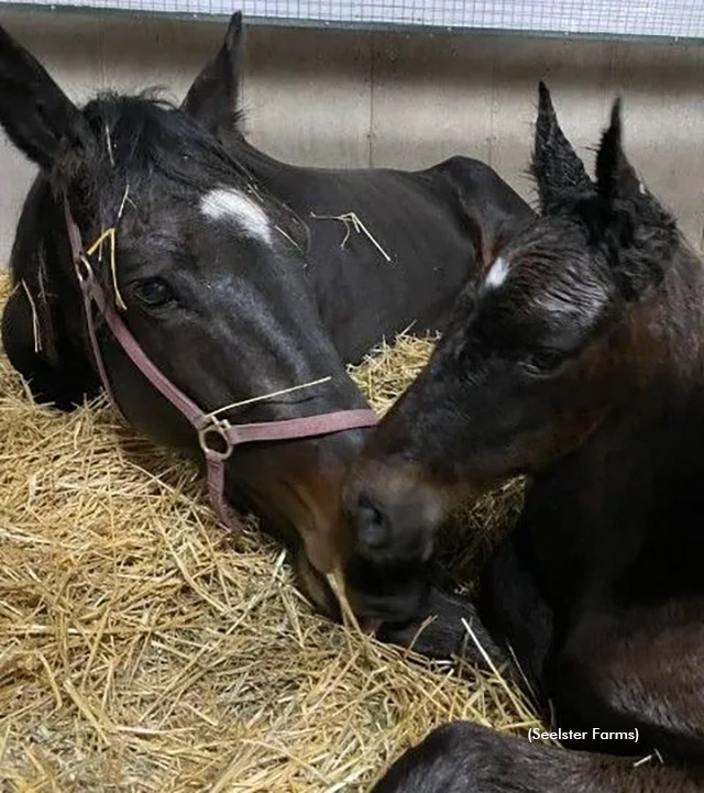 The first foal by Bulldog Hanover, out of the Sportswriter mare Deb