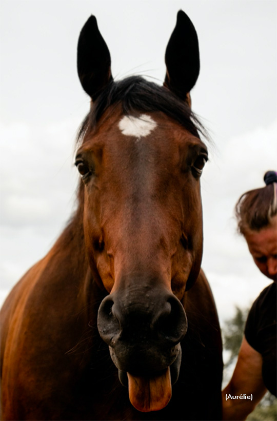 Easy Lover Hanover