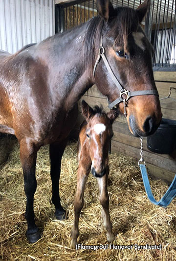 Flameproof Hanover's first foal