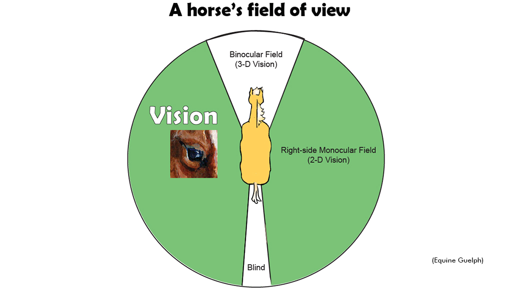 A diagram of a horse's field of view