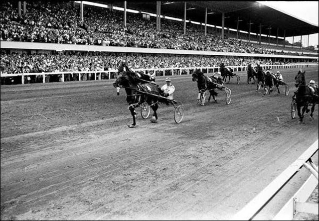 Horses at Old Woodbine