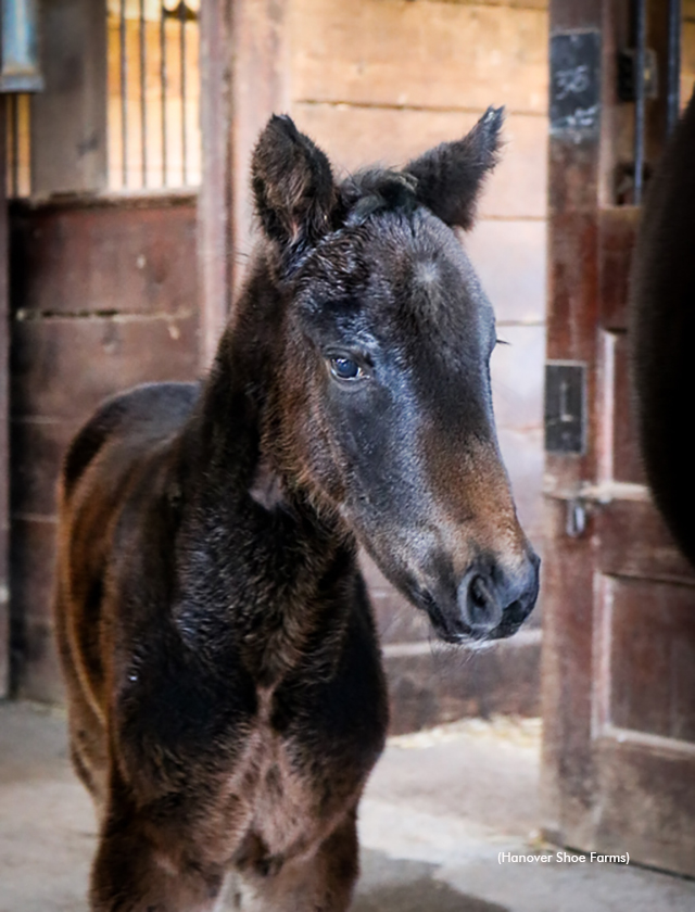 Hanover's first Tall Dark Stranger filly out of Livin Life