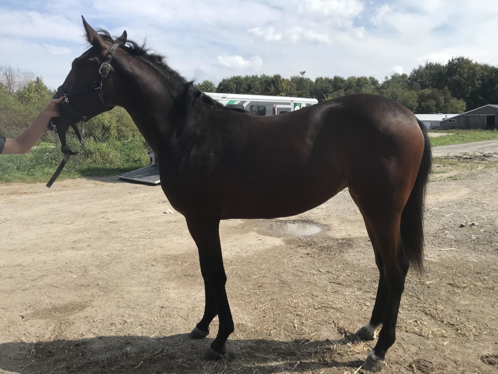 yearling (Sunshine Beach - Shes Game)