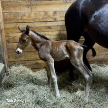 Tall Drink Hanover first foal