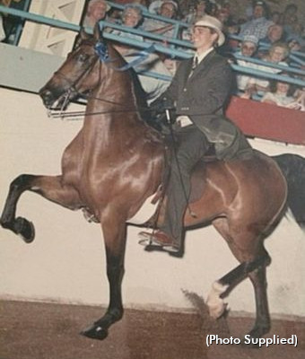 Tony Alagna and a saddlebred