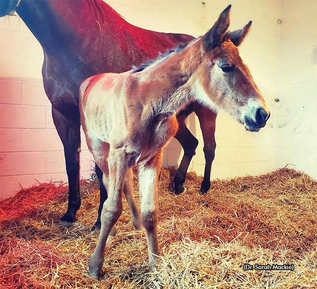 Winbak Farm's first foal of 2022