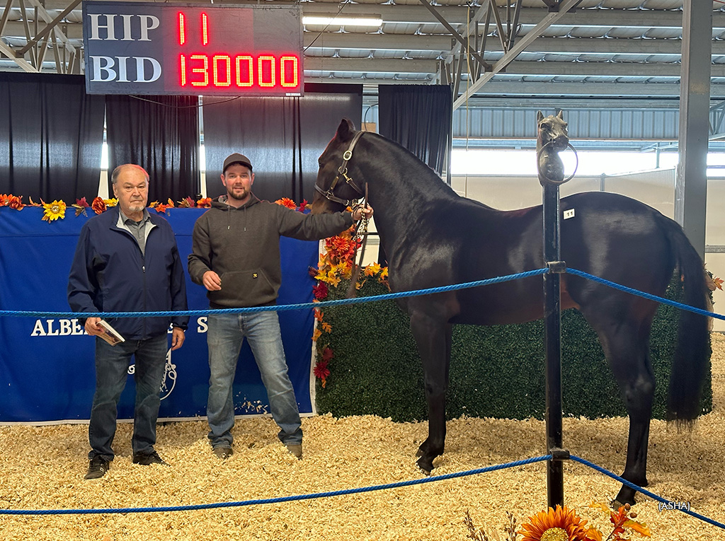 Zelensky Rules as a yearling at the ASHA sale