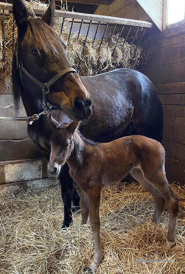 A Captaintreacherous filly, first foal out of Zero Tolerance
