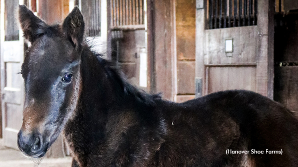 Hanover's first Tall Dark Stranger foal out of Livin Life