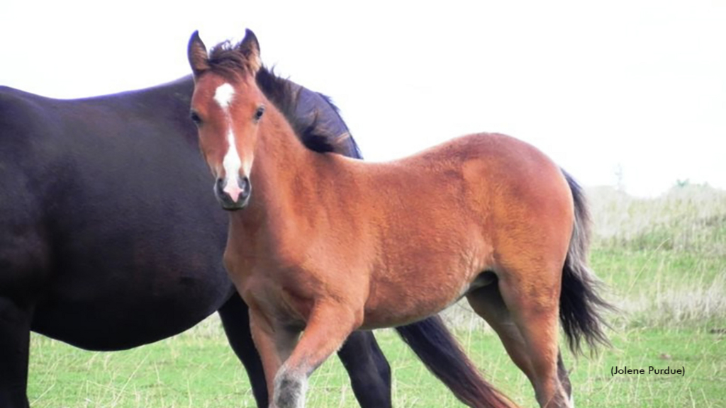 A foal with mare in background