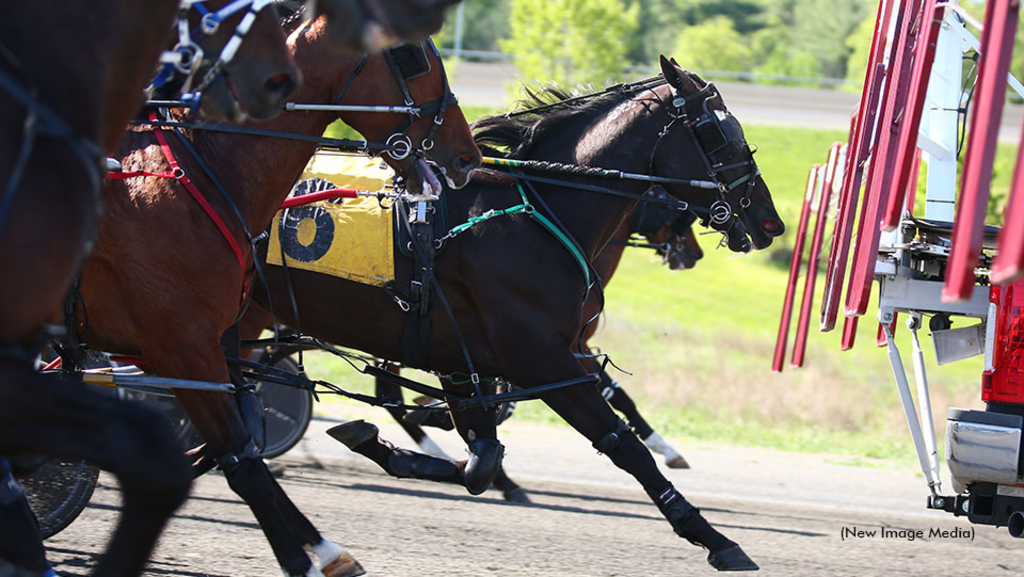 Horses behind the gate during qualifiers at Woodbine Mohawk Park