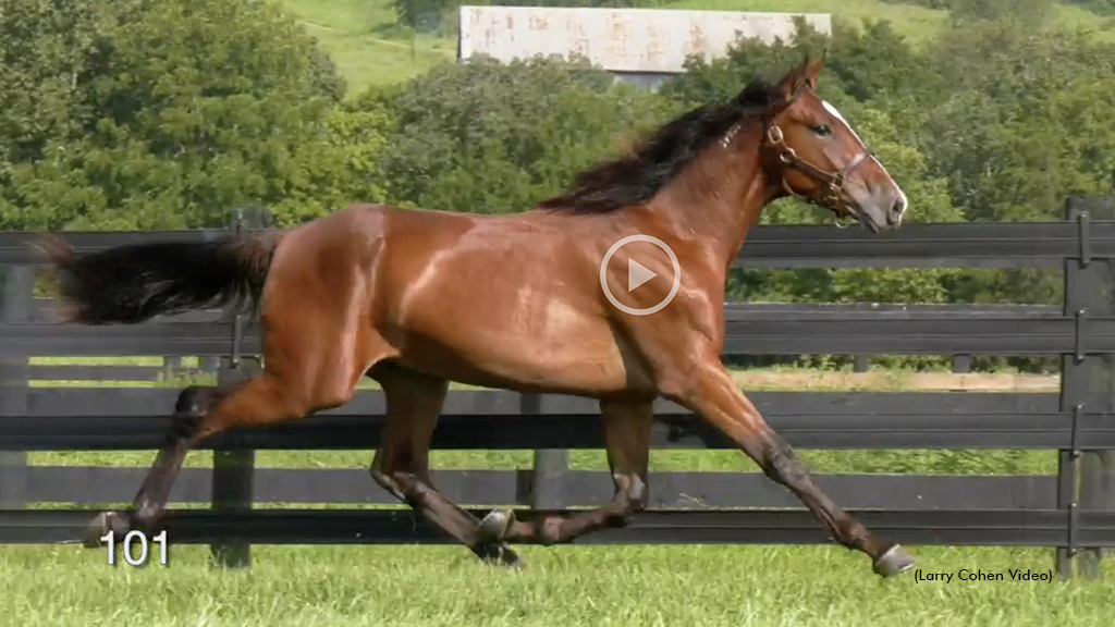 A Brittany Farms yearling video featuring Bright Star