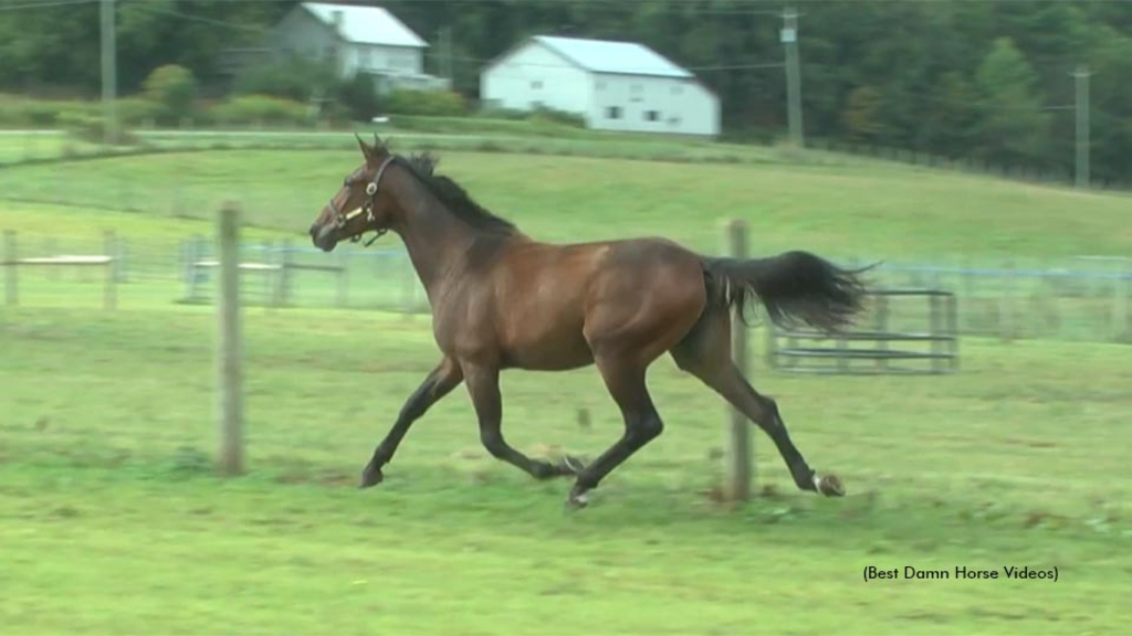Leatherstocking Equine yearling videos