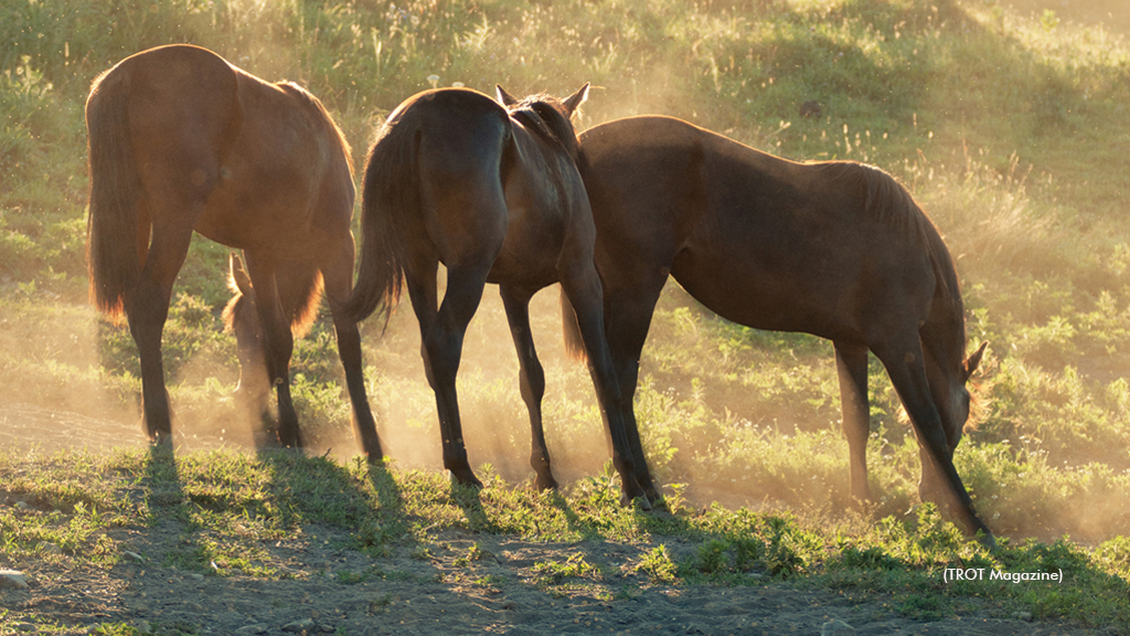 Three horses in a field