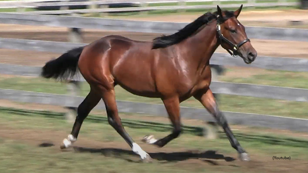 Masstercraft as a yearling