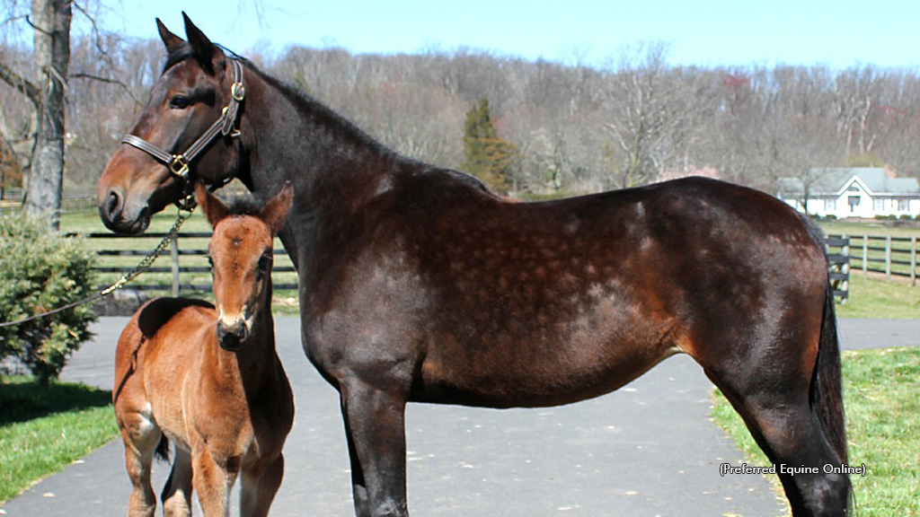 Pats Inspiration and her Walner colt