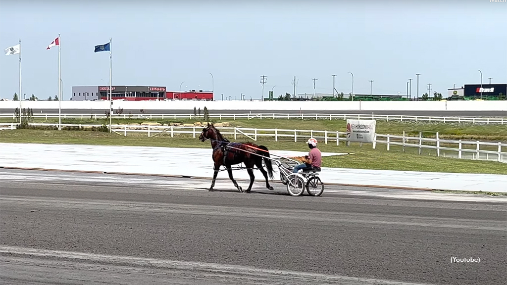 A Standardbred at Century Downs