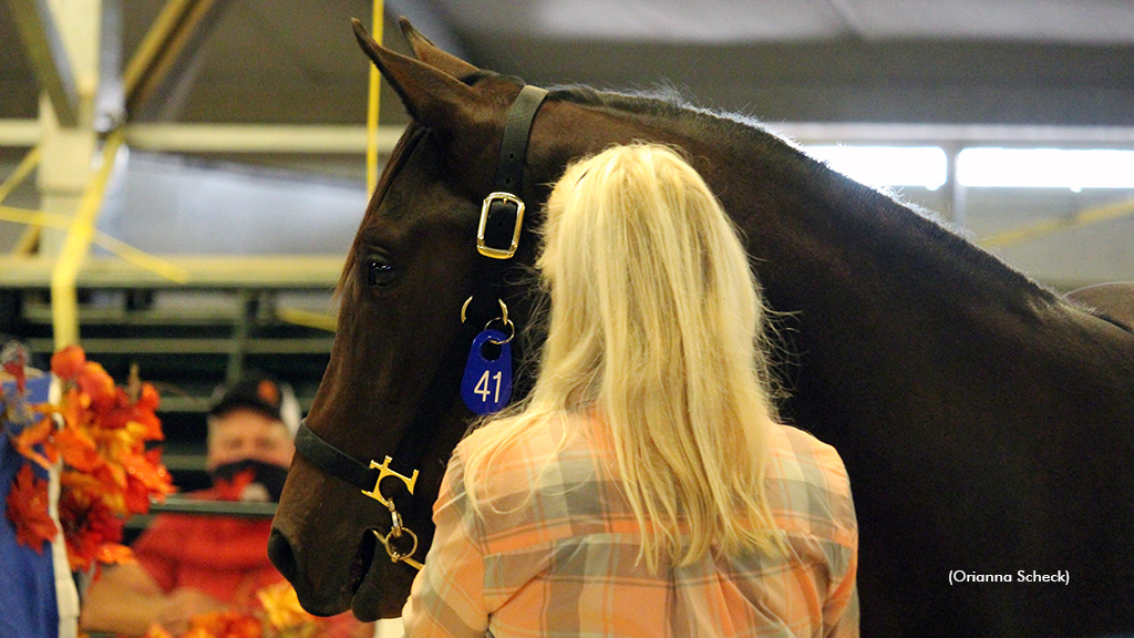 A yearling selling at the 2021 ASHA Yearling Sale