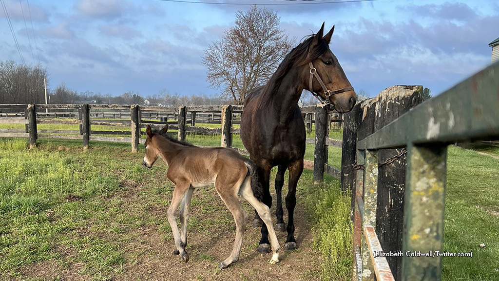 Donna Soprano and her first foal, a Muscle Hill filly.
