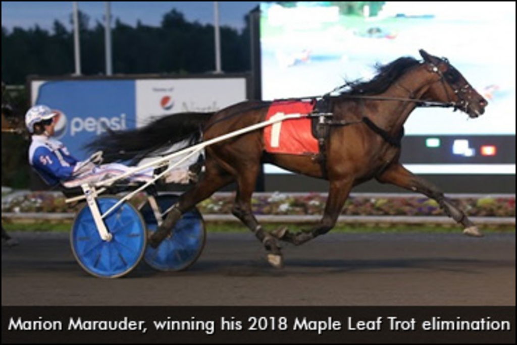 Marion-Marauder-2018-Maple-Leaf-Trot-elim-370px.jpg