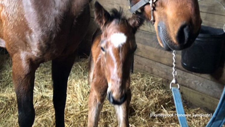 Flameproof Hanover's first foal
