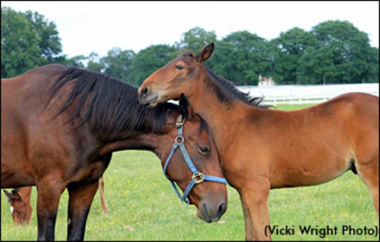 mare-foal-vickiwright.jpg